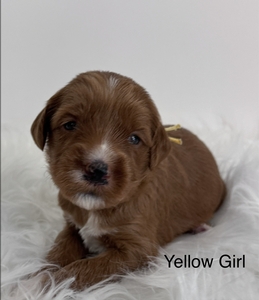 Yellow girl